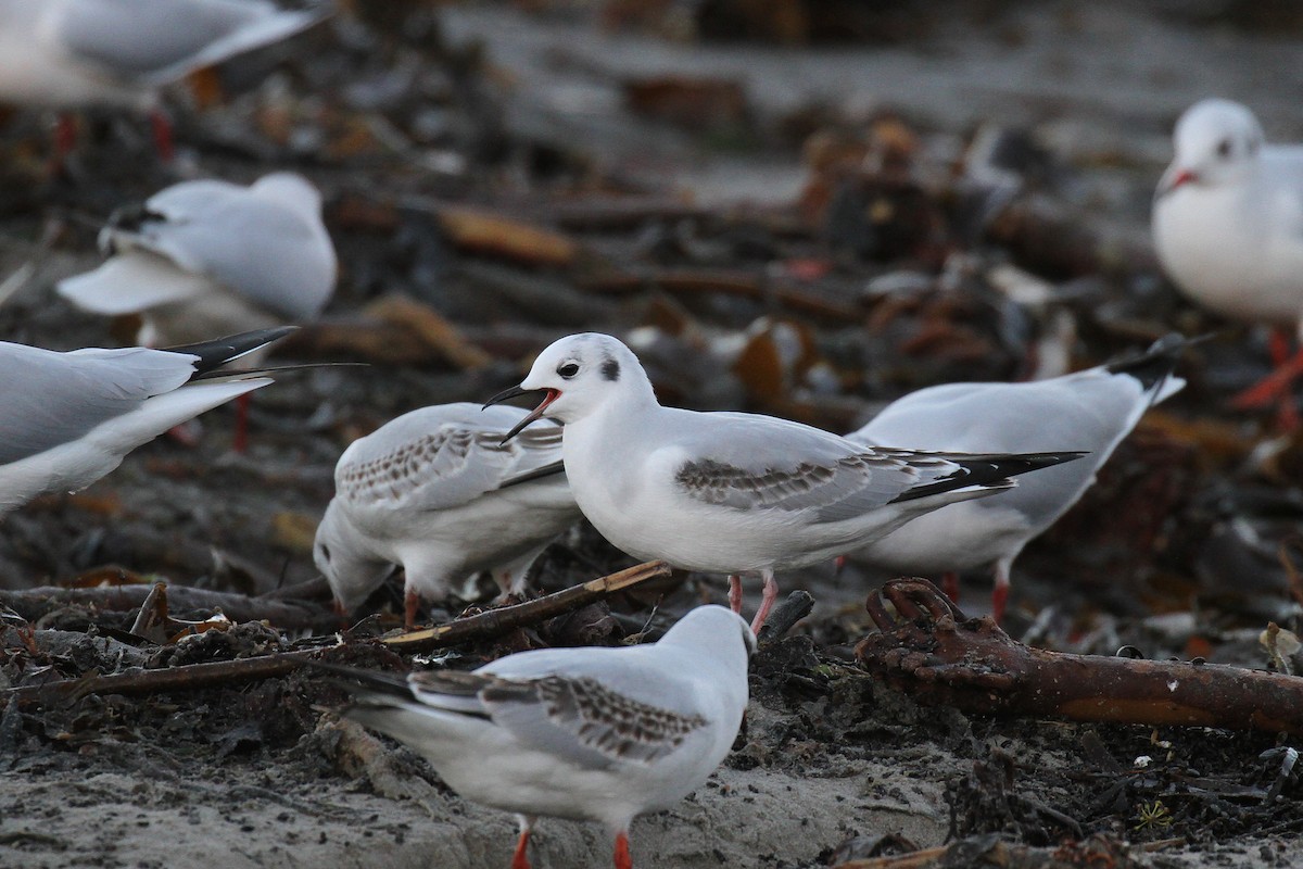 Bonaparte's Gull - ML612127785