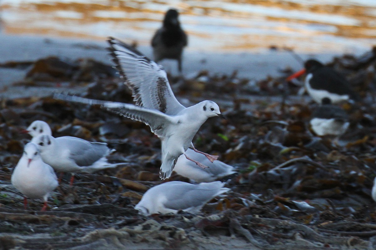 Bonaparte's Gull - ML612127802