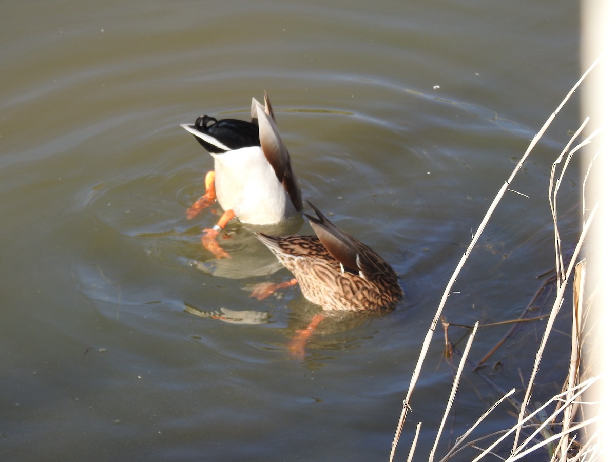 Canard colvert - ML612127831