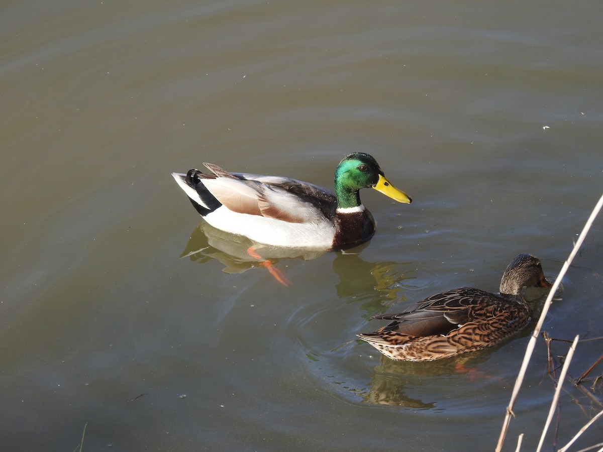 Canard colvert - ML612127833