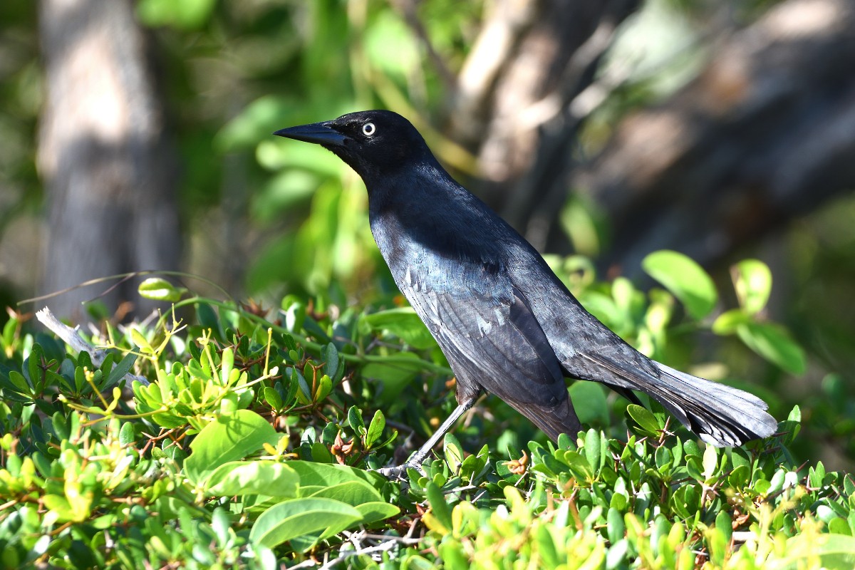 Greater Antillean Grackle - ML612127970