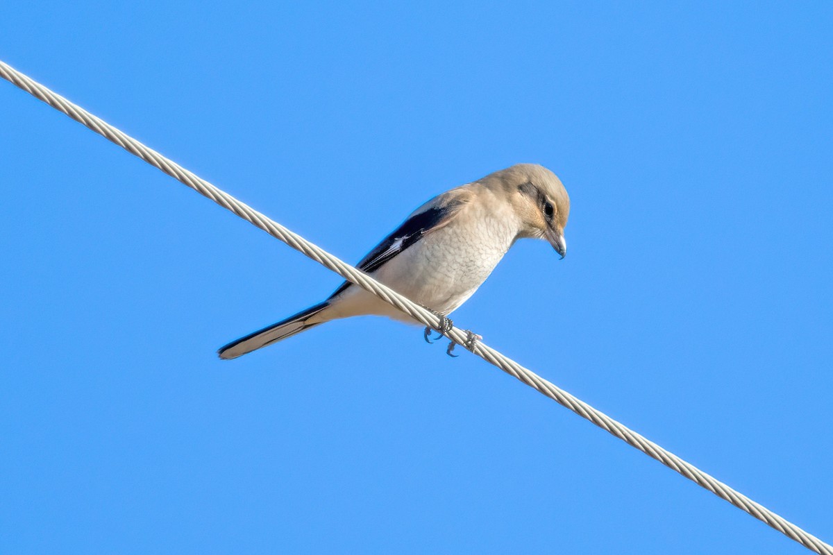 Northern Shrike (American) - Steve Kruse