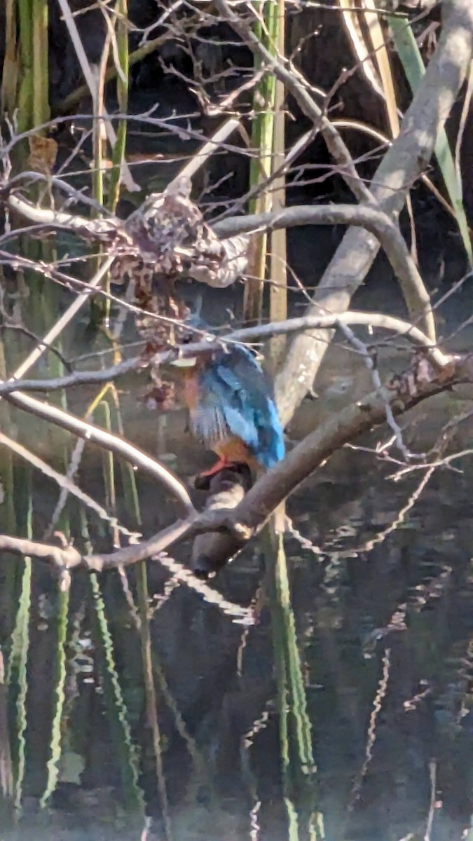 Common Kingfisher - ML612128015