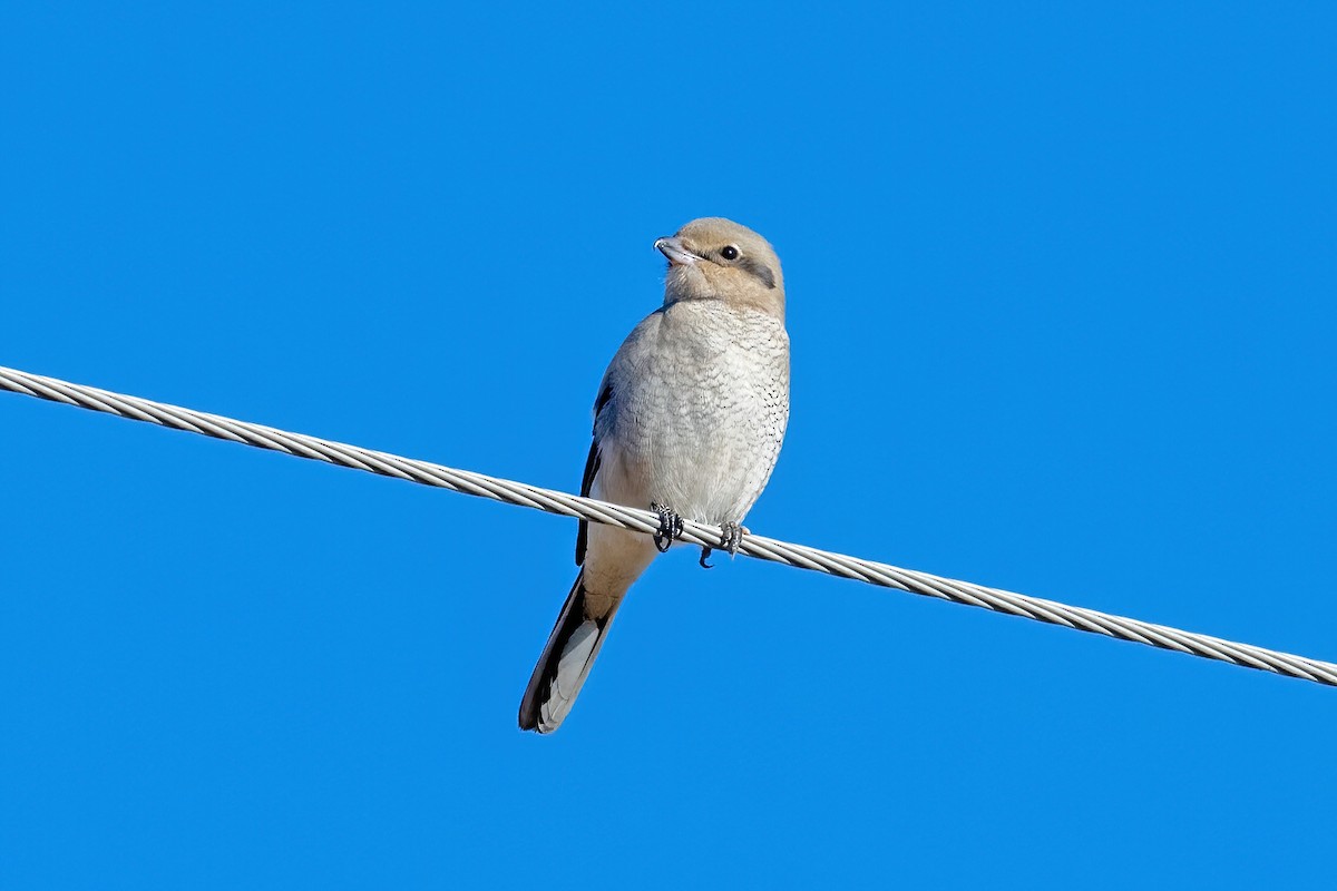 Northern Shrike (American) - Steve Kruse