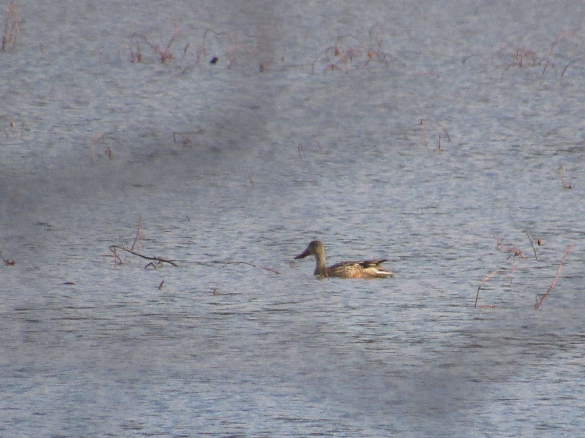 Northern Shoveler - ML612128050