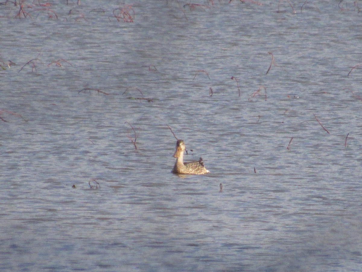 Northern Shoveler - ML612128051