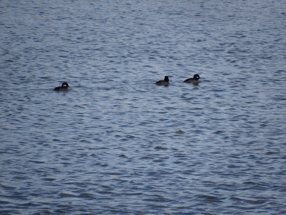 Bufflehead - ML612128057