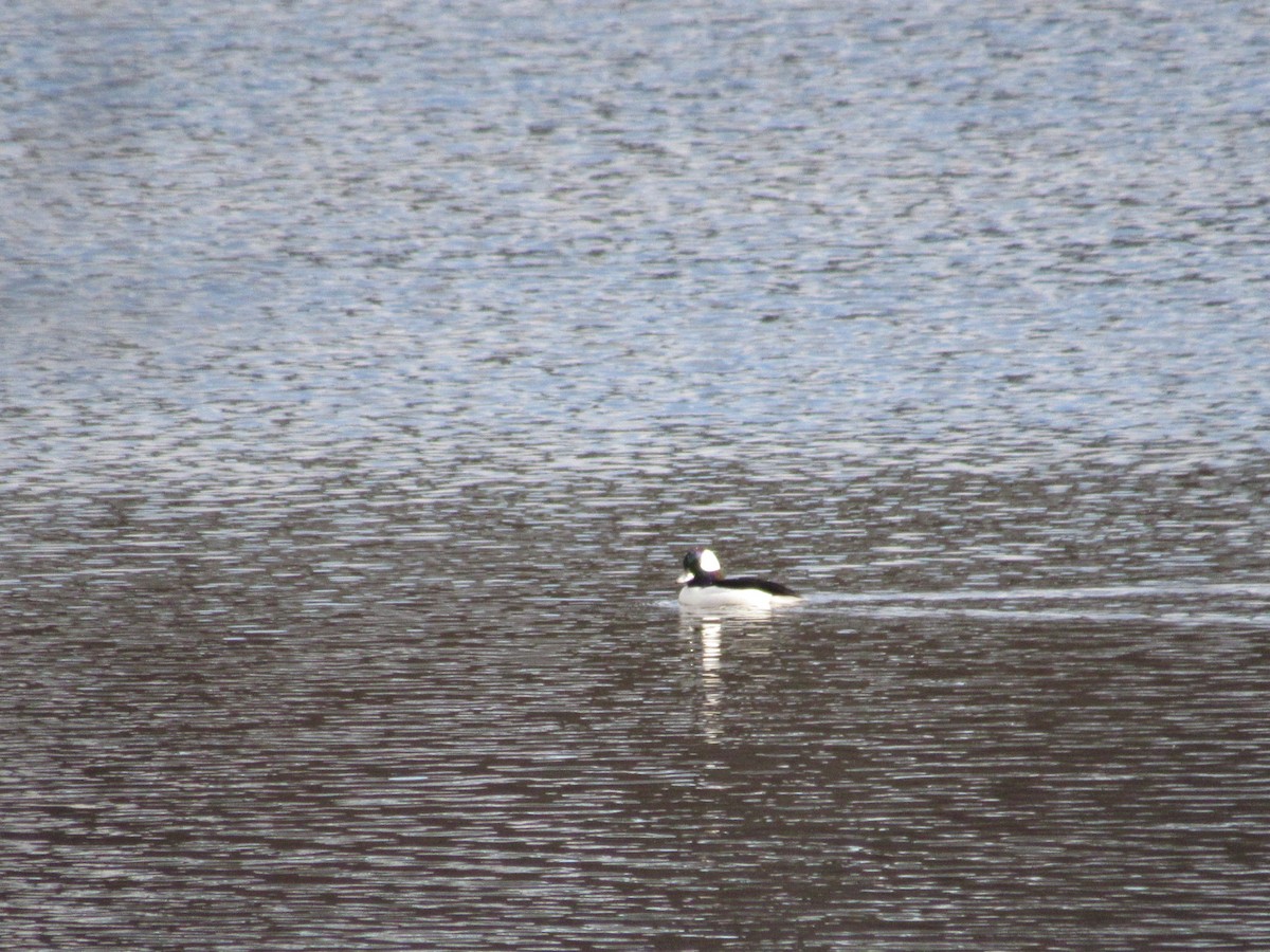 Bufflehead - ML612128058