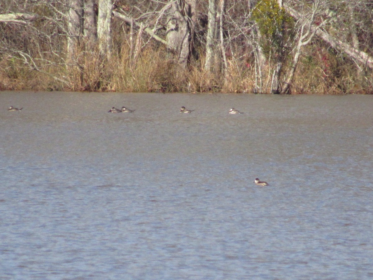 Ruddy Duck - ML612128063