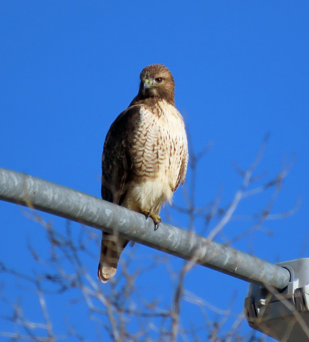 Red-tailed Hawk - JoAnn Potter Riggle 🦤