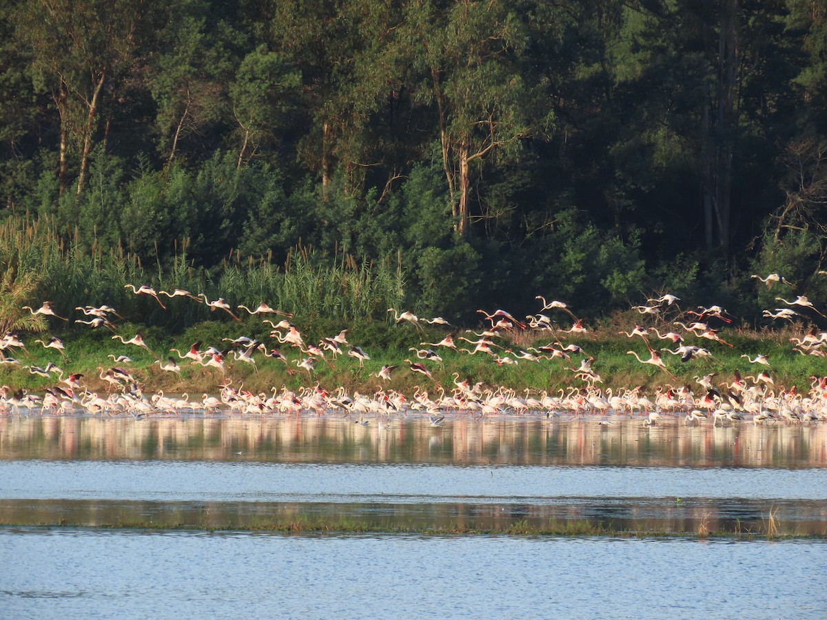 rosenflamingo - ML612128110