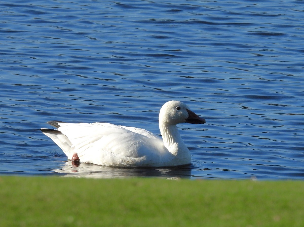 Snow Goose - Theresa Hartz