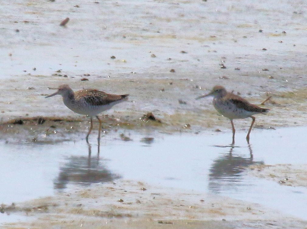 Greater Yellowlegs - ML612128163