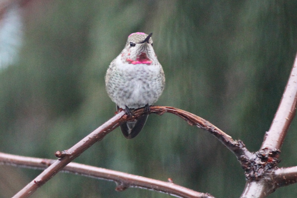 Anna's Hummingbird - ML612128217
