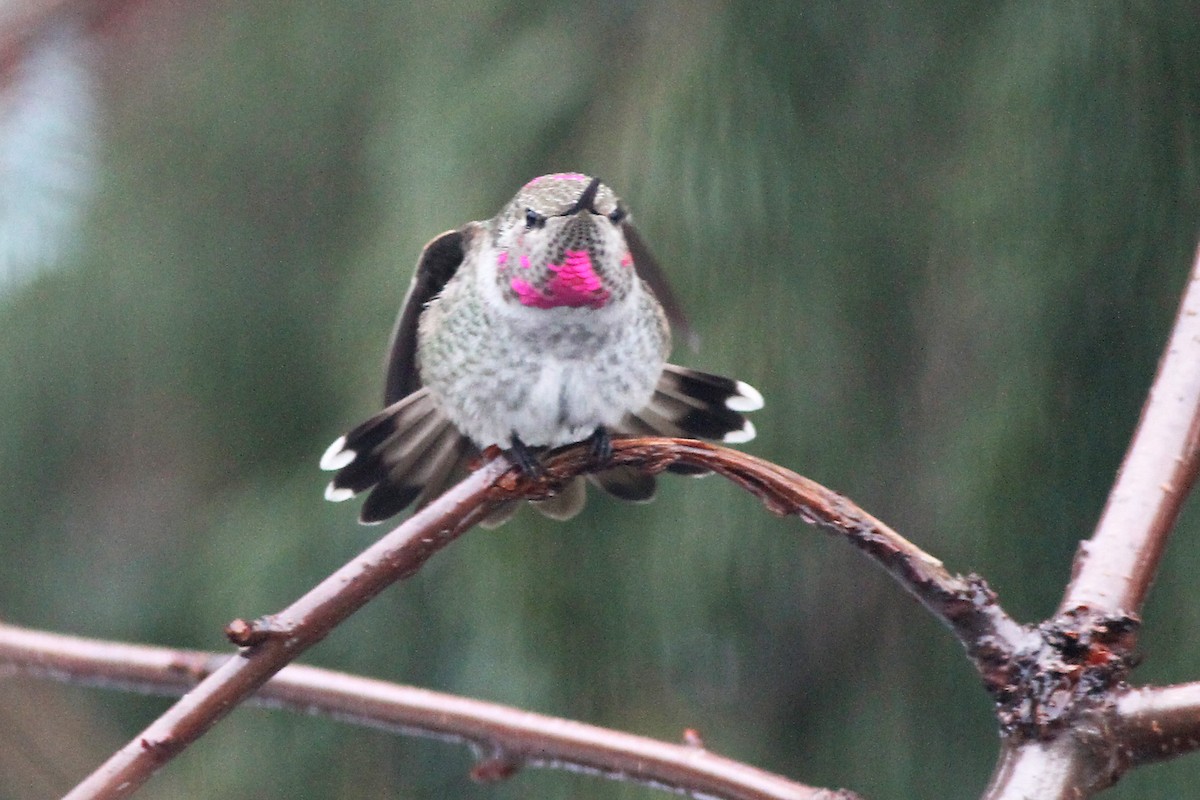 Anna's Hummingbird - ML612128227