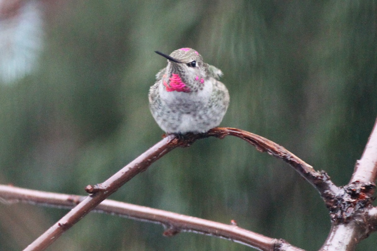 Anna's Hummingbird - ML612128231