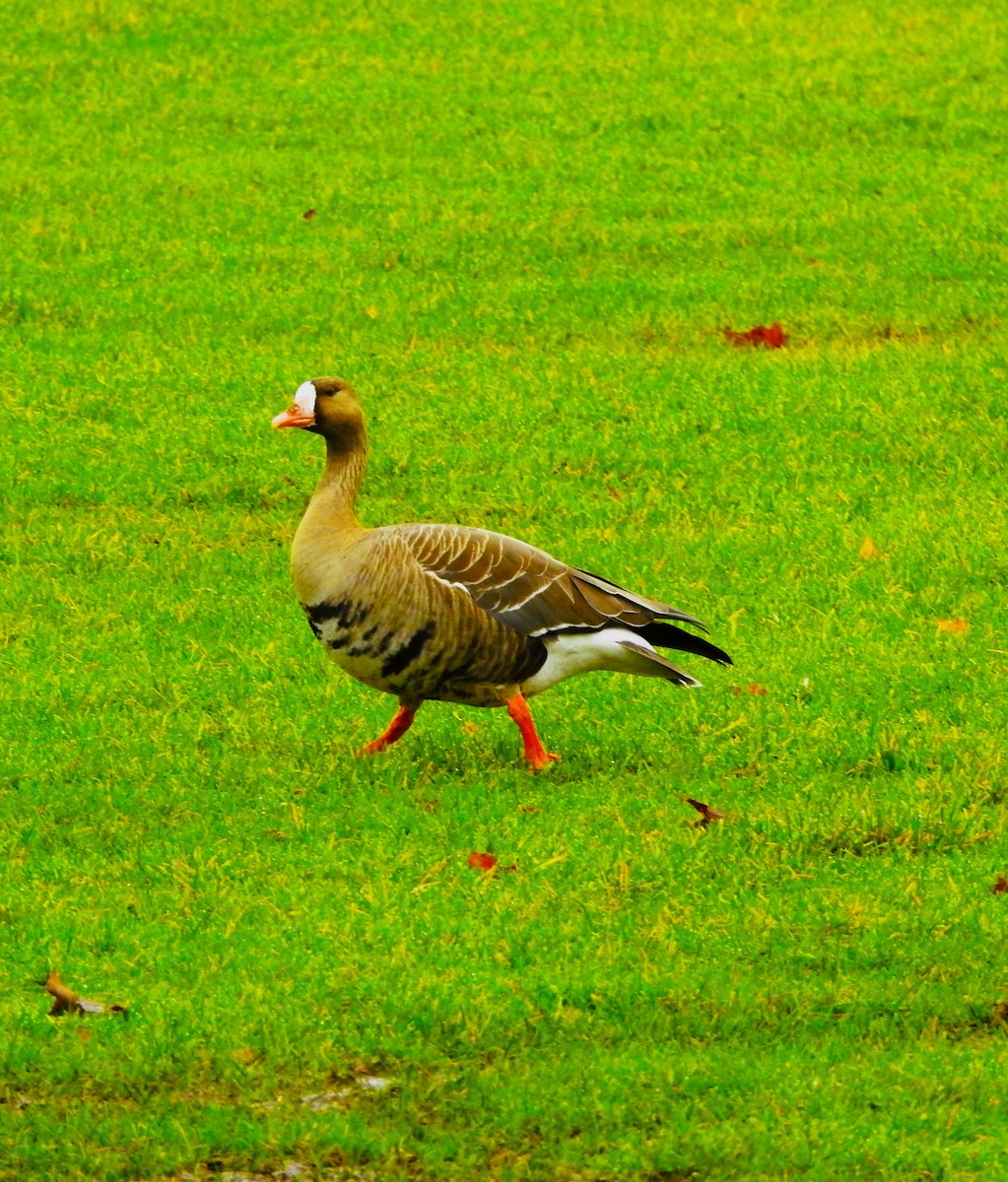 Greater White-fronted Goose - ML612128255