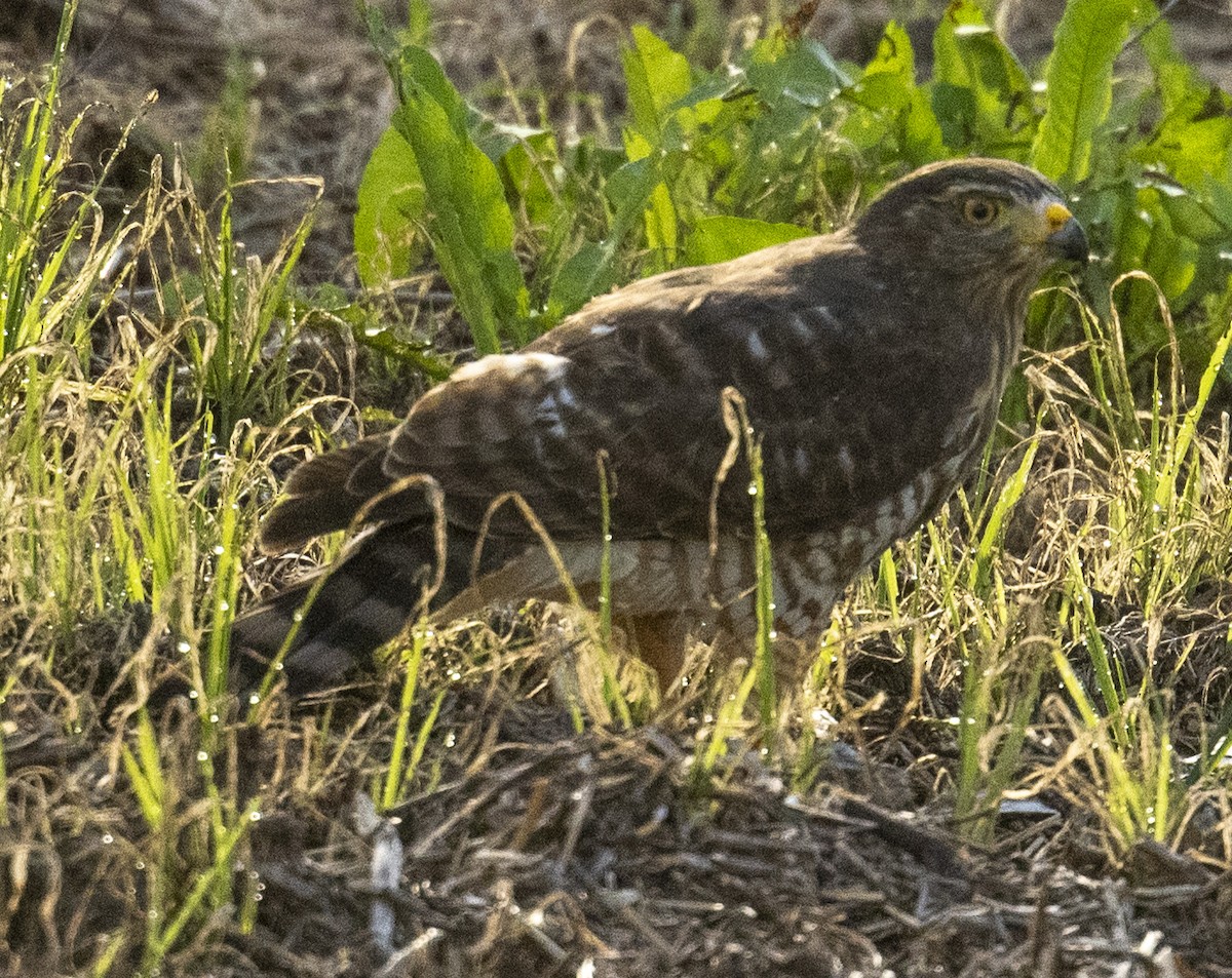 Roadside Hawk - ML612128275