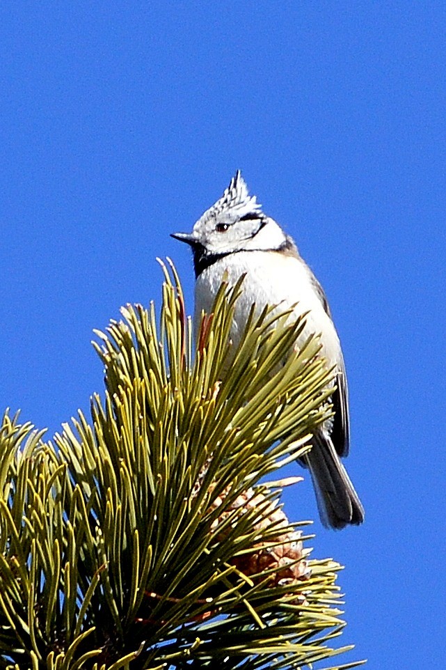 Crested Tit - ML612128298