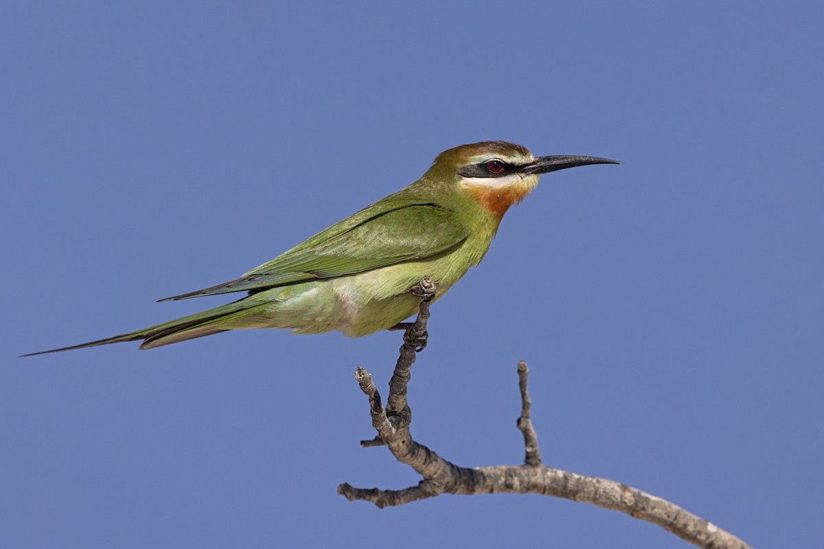 Olive Bee-eater - ML612128312