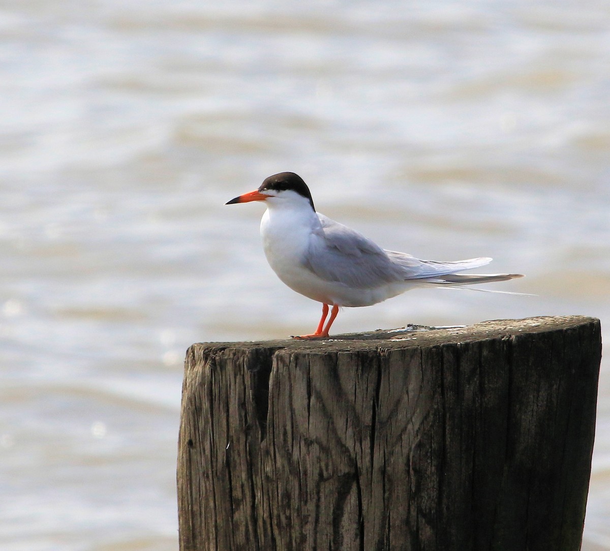 Forster's Tern - ML612128315