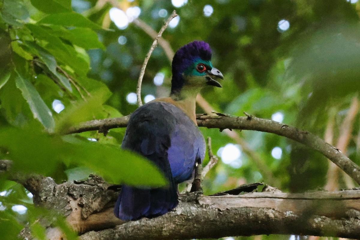 Purple-crested Turaco - Audrey Whitlock