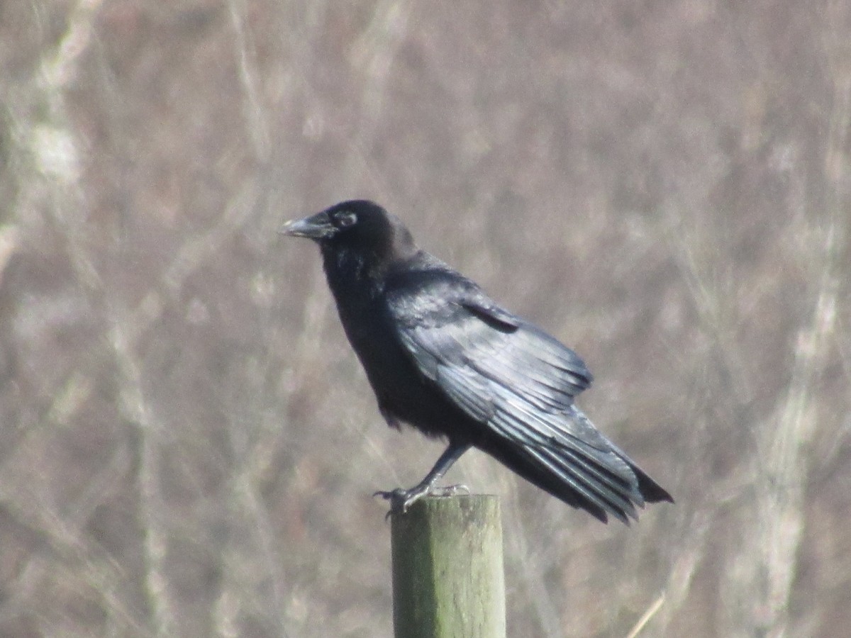 American Crow - ML612128334