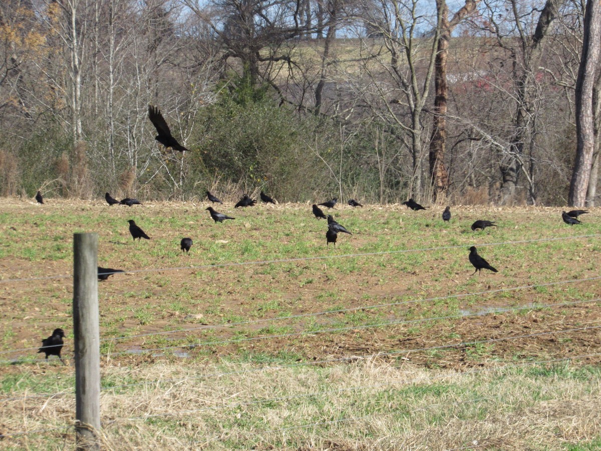 American Crow - ML612128335