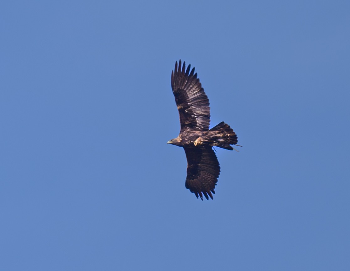 Águila Real - ML612128346