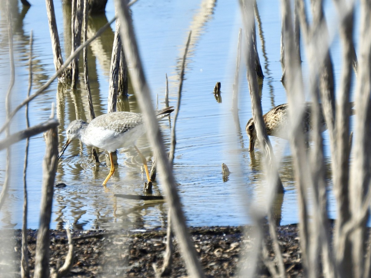 Lesser Yellowlegs - ML612128362