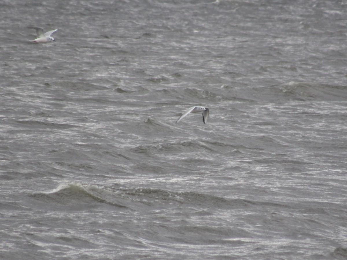 Bonaparte's Gull - ML612128365