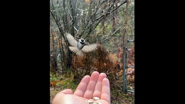 Chestnut-backed Chickadee - ML612128405