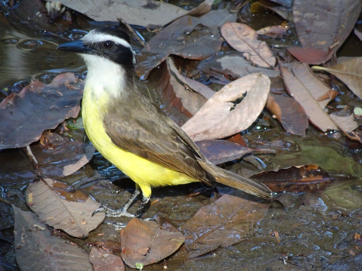 Great Kiskadee - ML612128413