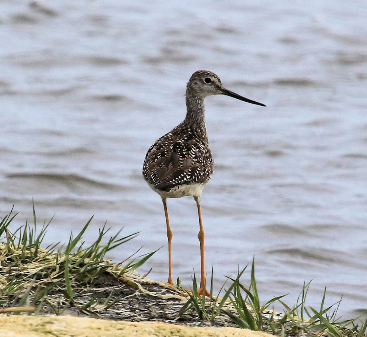 Greater Yellowlegs - Kernan Bell