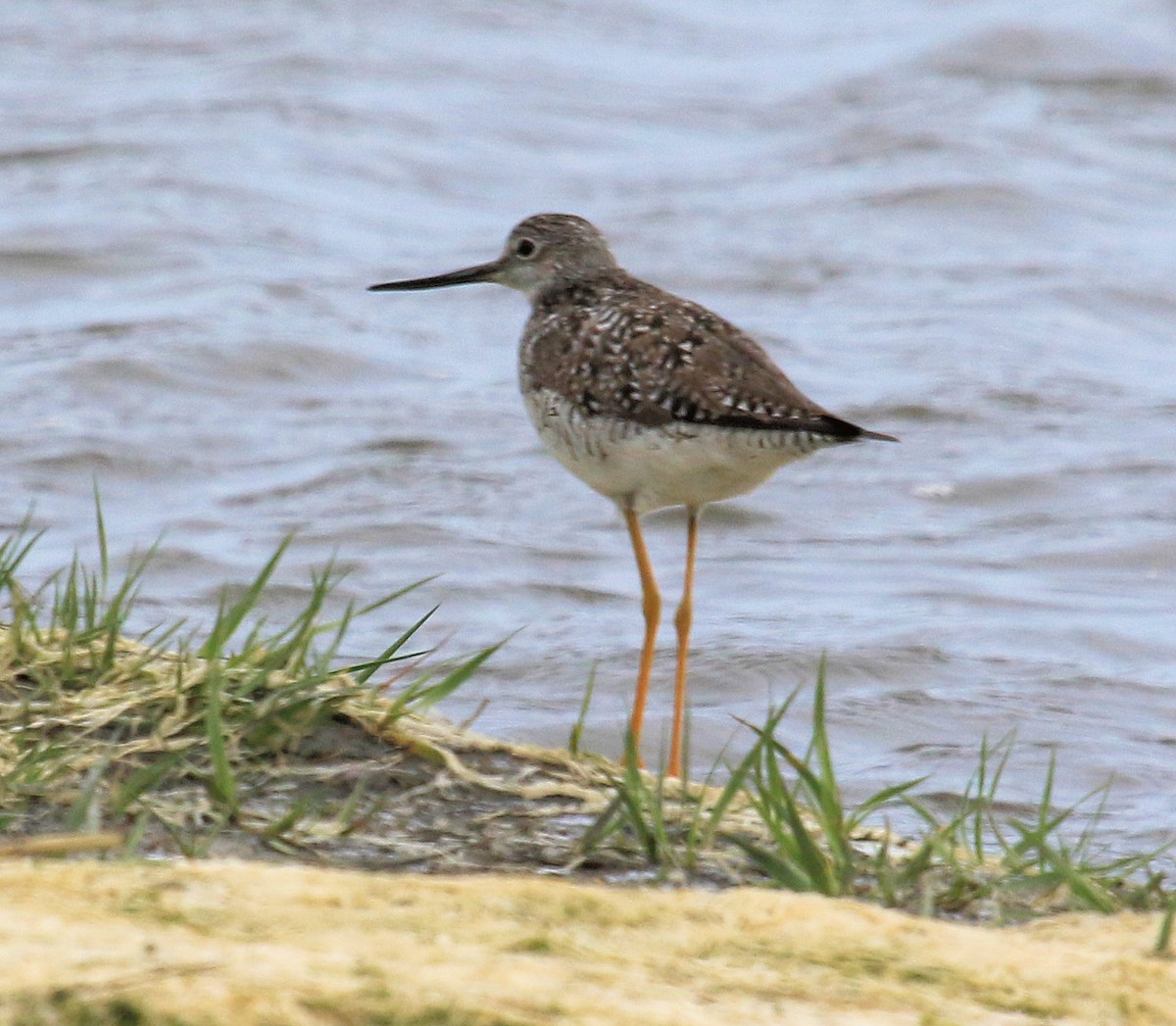 Greater Yellowlegs - ML612128498