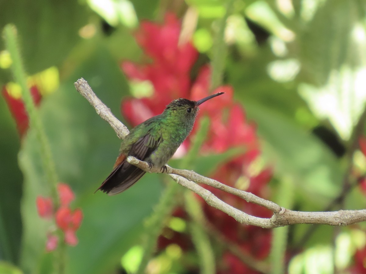 Rufous-tailed Hummingbird - ML612128544