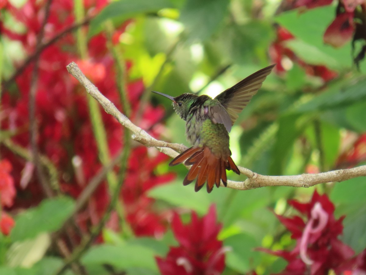 Rufous-tailed Hummingbird - Debbie Hatfield