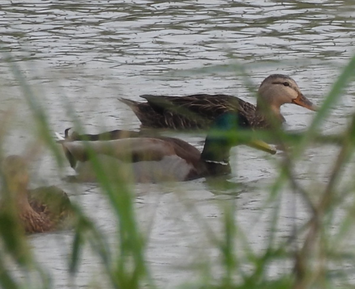 Canard colvert - ML612128554