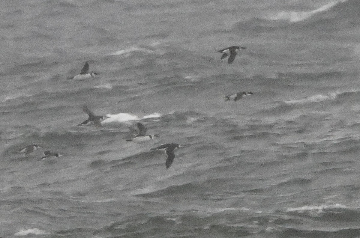 Common Murre - Mark Dennis