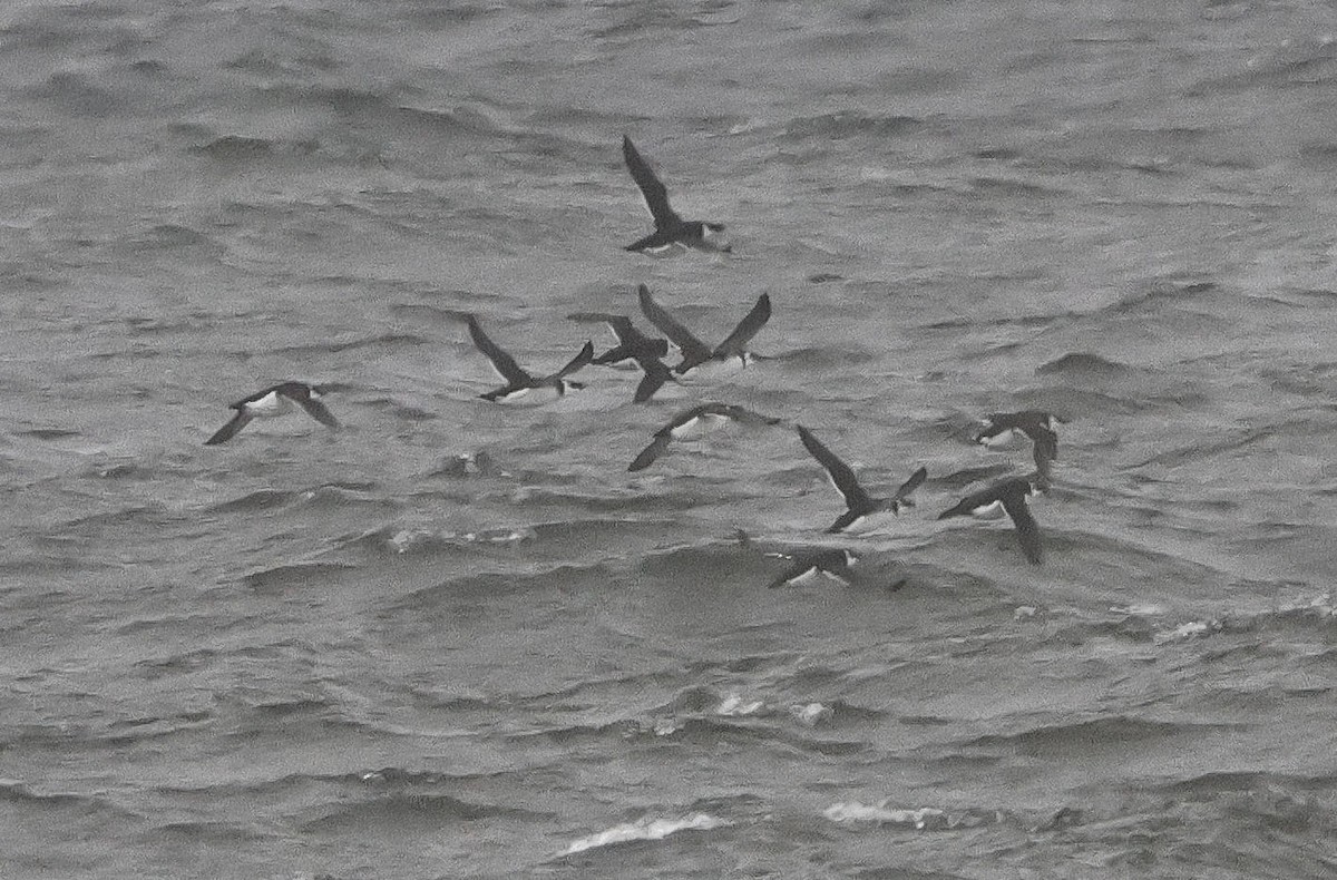 Common Murre - Mark Dennis