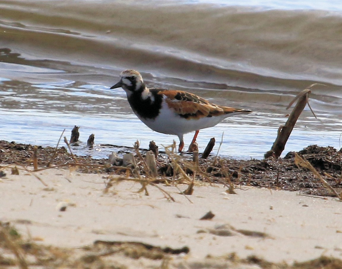 Ruddy Turnstone - Kernan Bell