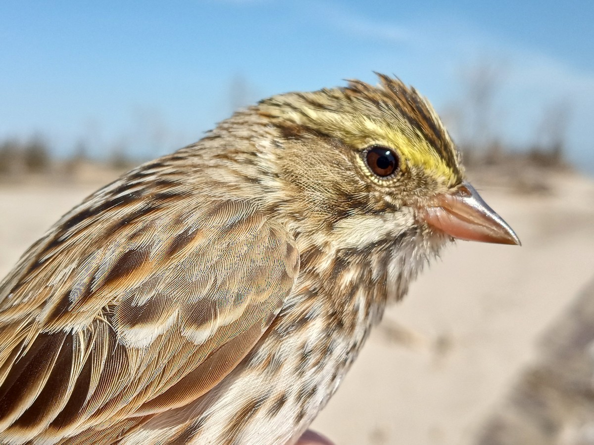 Savannah Sparrow - ML612128941