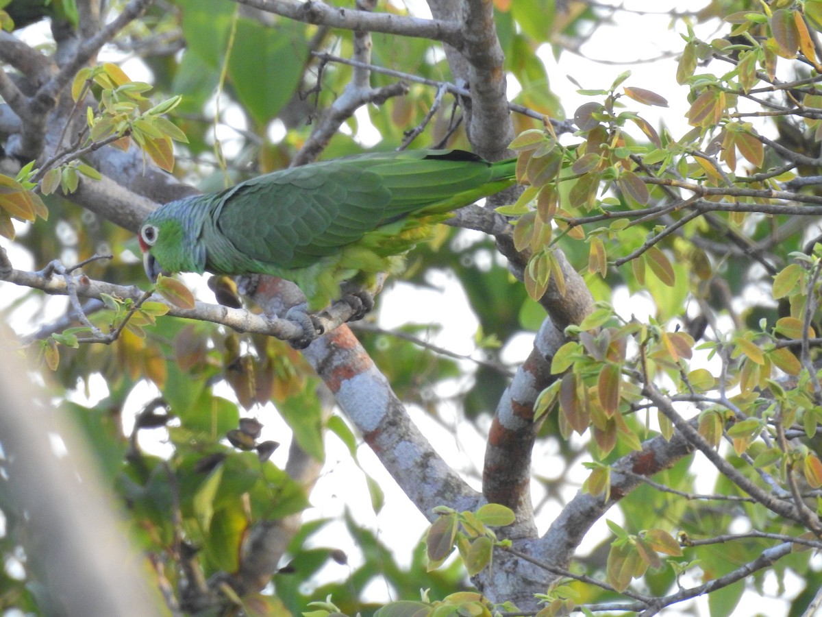 Red-lored Parrot - ML612128948