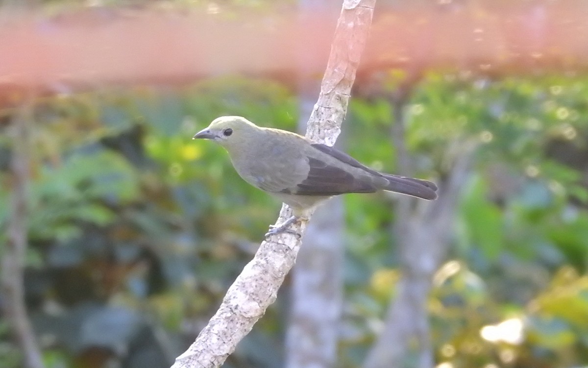 Palm Tanager - Carlos Torrijos