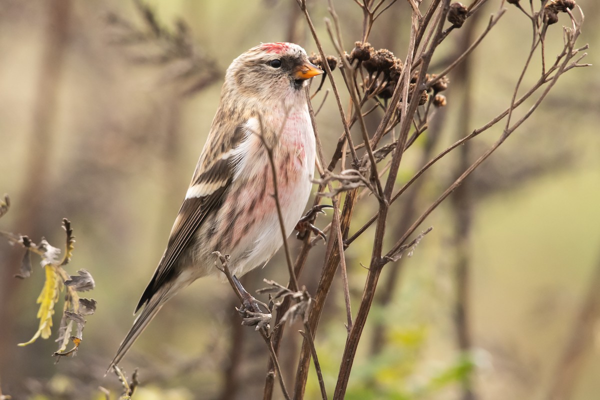 Common Redpoll - ML612129006