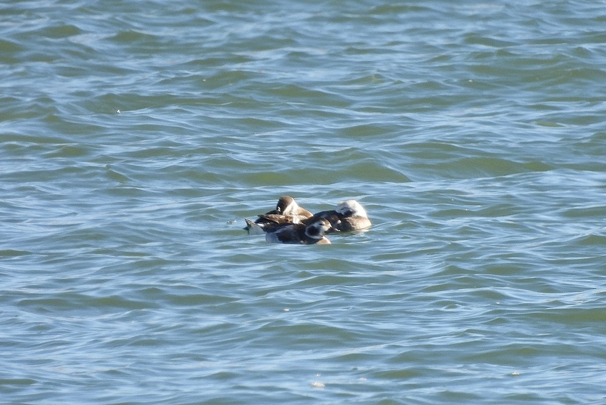 Long-tailed Duck - Jan Johnson