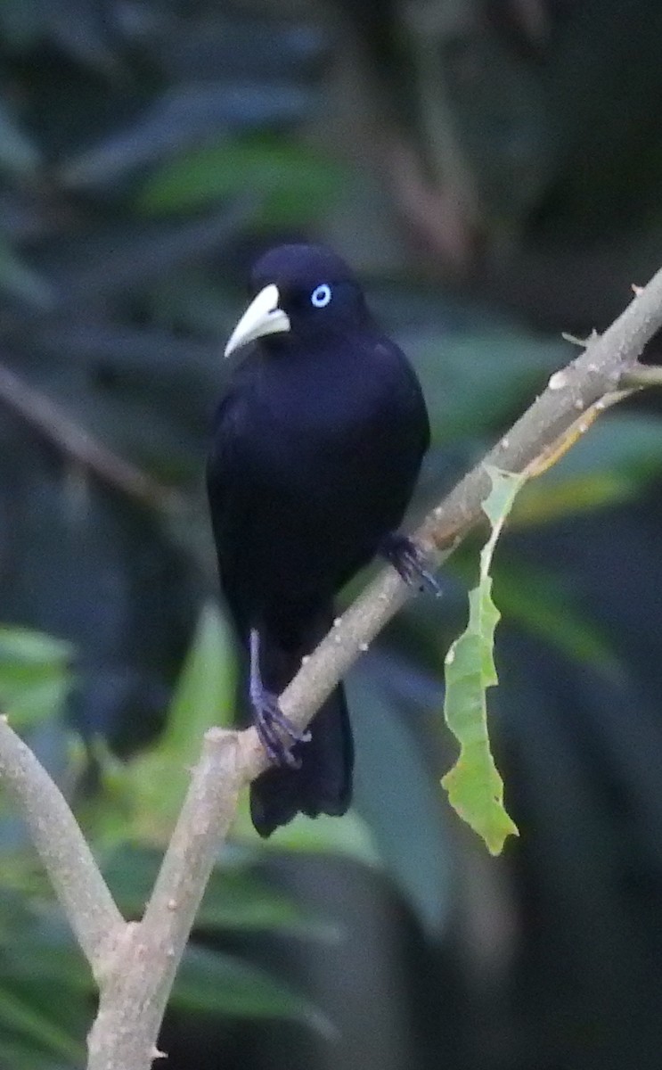 Scarlet-rumped Cacique - ML612129078