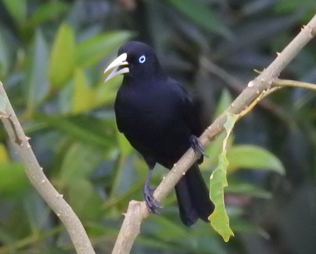 Scarlet-rumped Cacique - ML612129080