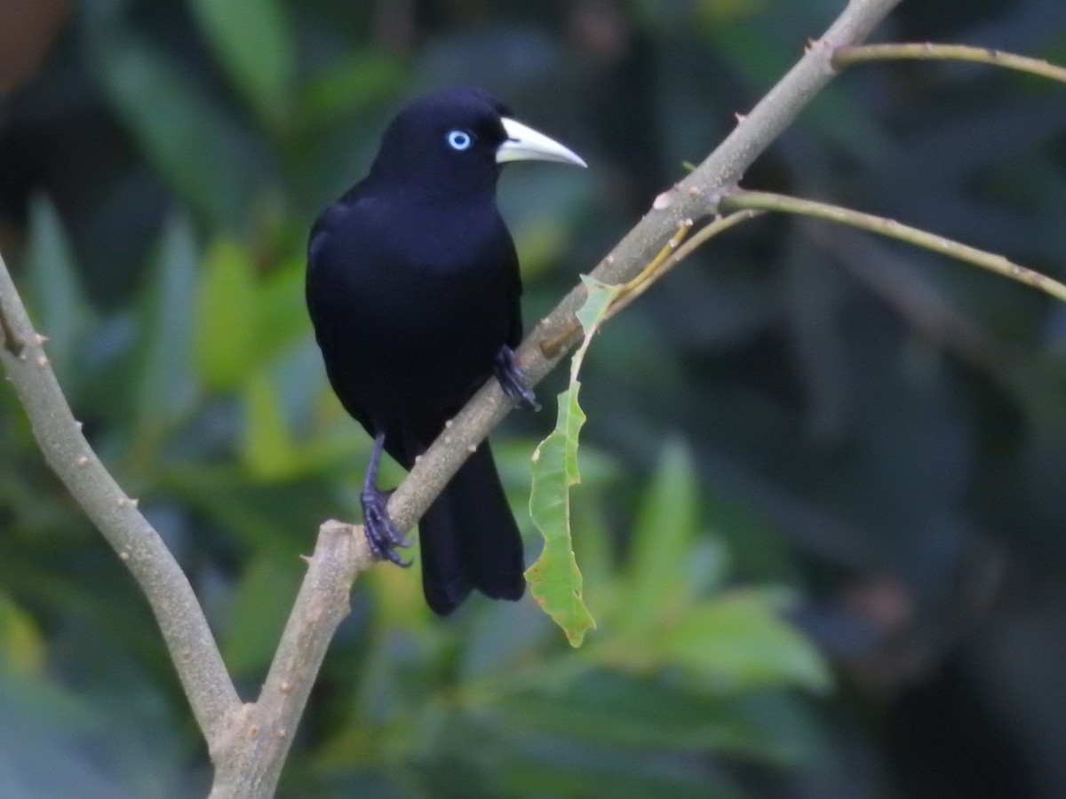 Scarlet-rumped Cacique - ML612129084