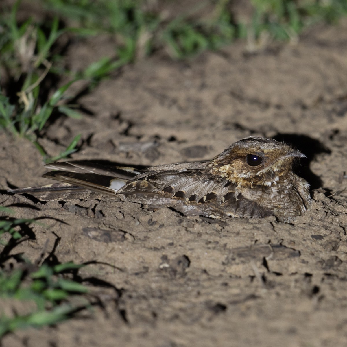 Fiery-necked Nightjar - Werner Suter